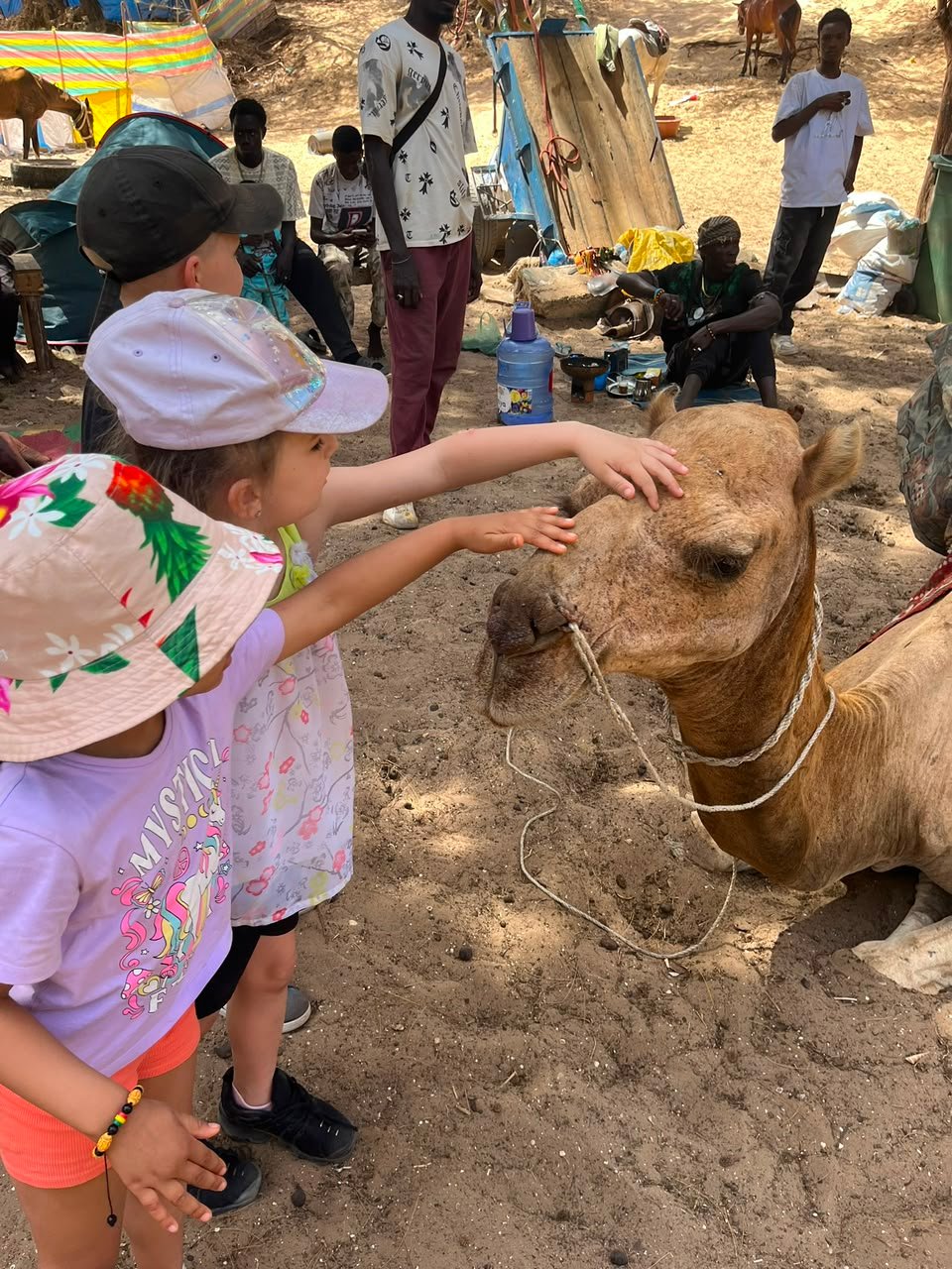 Enfants caressant un dromadaire assis